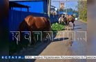 Вслед за страусом, который неделю разорял деревню, туда пришли верблюд и кони, сбежавшие оттуда же