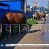 Вслед за страусом, который неделю разорял деревню, туда пришли верблюд и кони, сбежавшие оттуда же