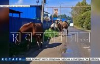 Хозяин сбежавших страусов и верблюдов заявил, что это было похищение и спланированная операция