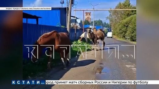 Хозяин сбежавших страусов и верблюдов заявил, что это было похищение и спланированная операция