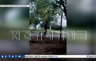 Хозяйка чихуа‑хуа, чтобы отомстить другим собачникам, выломала железную дверь на площадке для собак