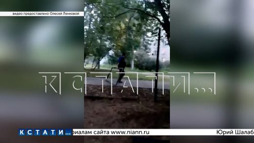 Хозяйка чихуа‑хуа, чтобы отомстить другим собачникам, выломала железную дверь на площадке для собак