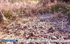 Медведь регулярно заходит в город Шахунья за едой и, по словам местных жителей, задрал там собаку Медведь регулярно заходит в город Шахунья за едой и, по словам местных жителей, задрал там собаку