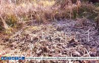Медведь регулярно заходит в город Шахунья за едой и, по словам местных жителей, задрал там собаку