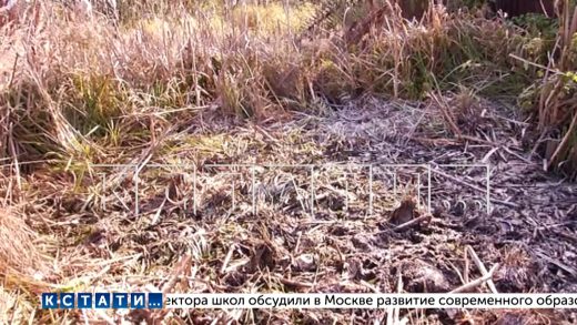 Медведь регулярно заходит в город Шахунья за едой и, по словам местных жителей, задрал там собаку