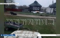 Медведица с медвежатами пришла в деревню Великовское в Лысковском районе