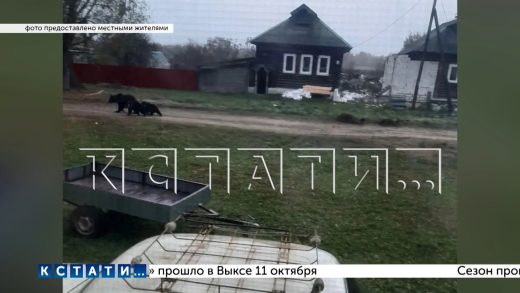 Медведица с медвежатами пришла в деревню Великовское в Лысковском районе