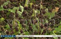 Уникальный сорт клевера культивируют нижегородские фермеры