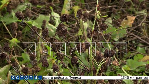 Уникальный сорт клевера культивируют нижегородские фермеры