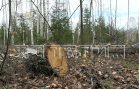 Вековые леса уничтожаются в Борском районе под видом расчистки сельхозугодий