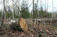 Вековые леса уничтожаются в Борском районе под видом расчистки сельхозугодий