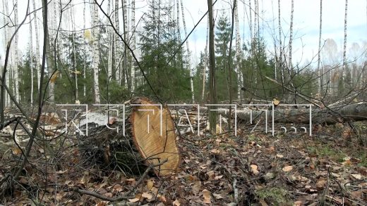 Вековые леса уничтожаются в Борском районе под видом расчистки сельхозугодий