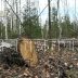 Вековые леса уничтожаются в Борском районе под видом расчистки сельхозугодий