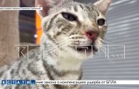 Зоозащитники выявили больных животных на бродячей выставке и устроили скандал с организаторами